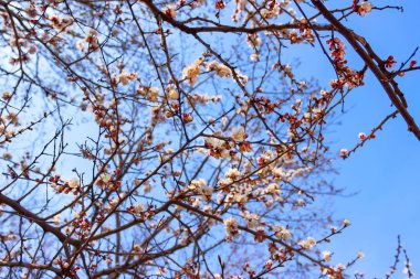 Nisan çiçekler, İlkbahar çiçekli, Dnipro şehri, Ukrayna