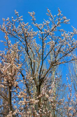 Bahar, bahar çiçekleri, Dnipro şehri, Ukrayna