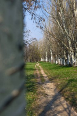 Bahar, bahar çiçekleri, Dnipro şehri, Ukrayna