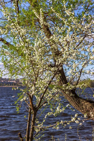 春の花 ドニプロの街 ウクライナ — ストック写真