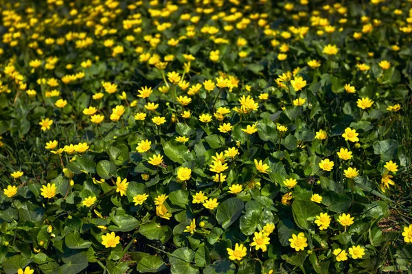Wiosna Wiosna Kwiaty Miasto Dniepropietrowsk Ukraina — Zdjęcie stockowe