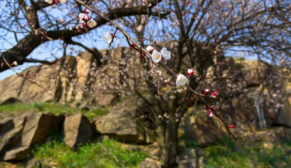 Весна Весенние Цветы Днепр Украина — стоковое фото