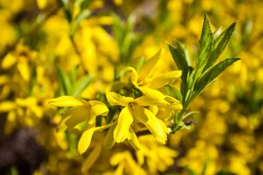 Lazar Globa Park, Chkalov Park, Dnipro, Ukrayna