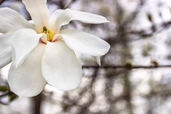 Magnolias, Royal Star, Dnipro, Ukraine