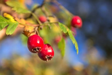 Morning on the Dinnieper, Dnipro city (Dnepropetrovsk), Ukrayna