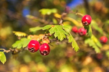 Morning on the Dinnieper, Dnipro city (Dnepropetrovsk), Ukrayna