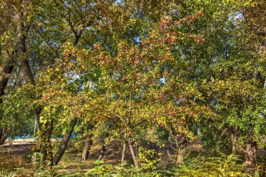 Morning on the Dinnieper, Dnipro city (Dnepropetrovsk), Ukrayna