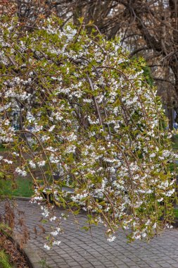 Sicheslavskaya seti, Nisan, Dnepropetrovsk, Ukrayna