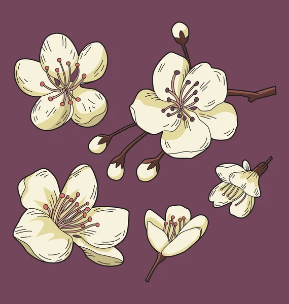 Illustration Vectorielle Jeu Fleurs Sakura — Image vectorielle