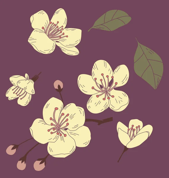 Illustration Vectorielle Jeu Fleurs Sakura — Image vectorielle