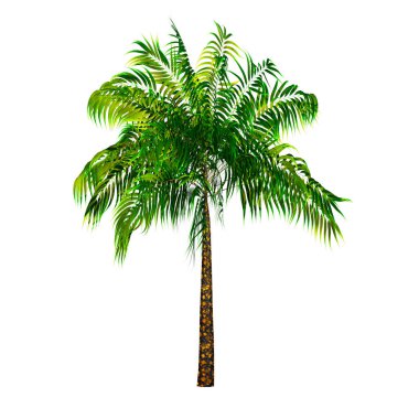 Beyaz arkaplanda izole edilmiş palmiye ağacı 3d oluşturma