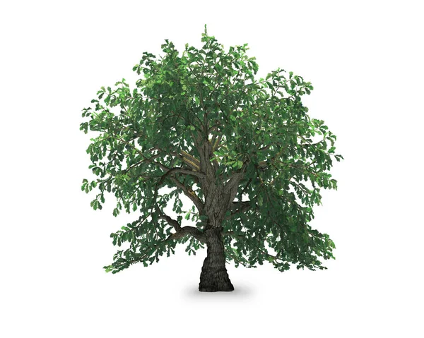 Дерево Ізольоване Білому Тлі Рендеринга — стокове фото