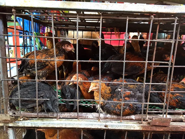 The chickens were caged in the market.