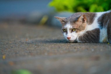 Parktaki sevimli kedi.
