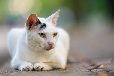 Parktaki sevimli kedi.