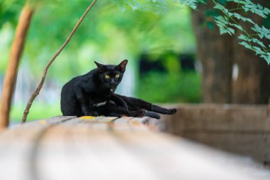 Parktaki sevimli kedi.