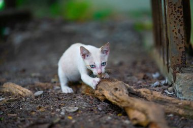 Parktaki sevimli kedi.