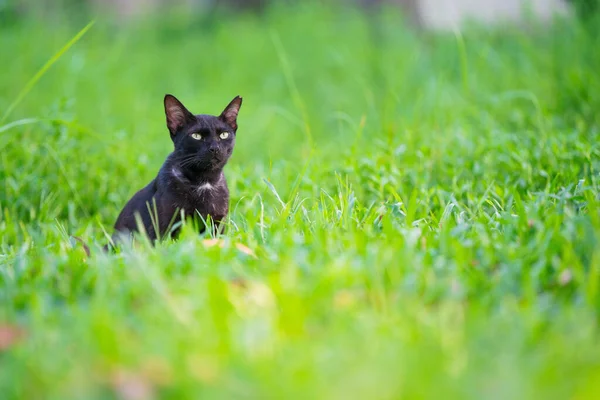 Cute Cat Outdoor Park — Stock Photo, Image