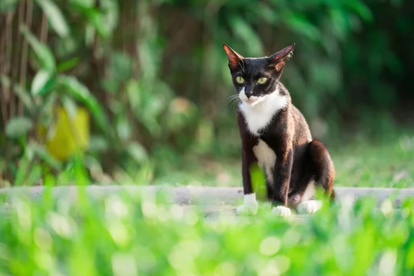 Cute Cat Outdoor Park — Stock Photo, Image