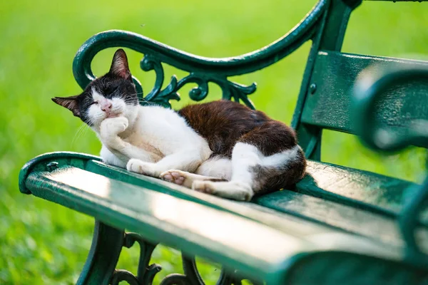 Parktaki sevimli kedi.