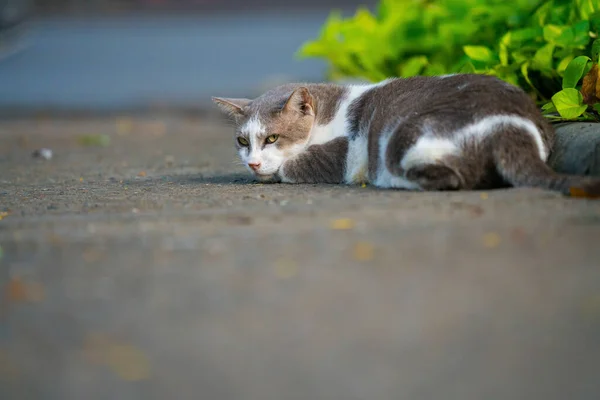 Cute Cat Outdoor Park — Stock Photo, Image