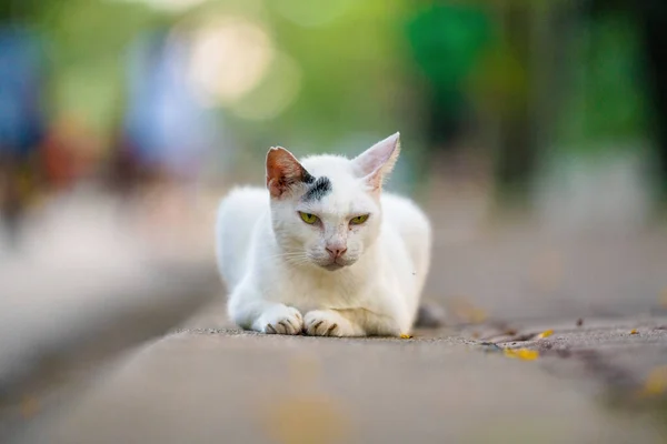 Gato Bonito Parque Livre — Fotografia de Stock