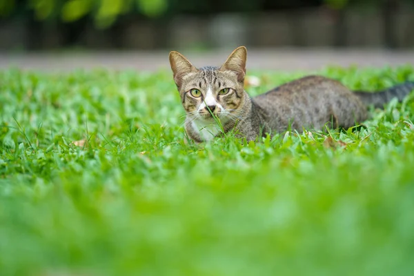 Roztomilý Kočka Venkovním Parku — Stock fotografie