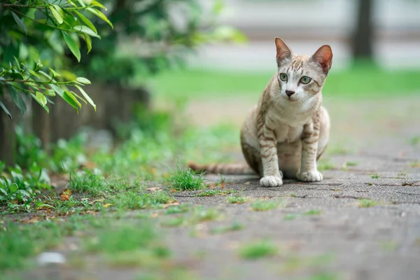 Słodkie Kot Odkryty Park — Zdjęcie stockowe