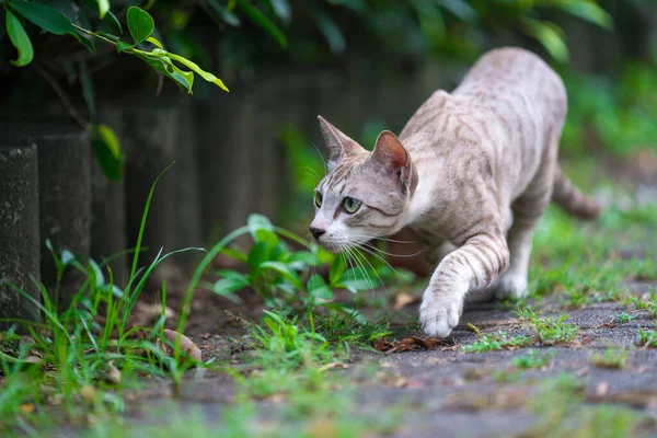 Parktaki Sevimli Kedi — Stok fotoğraf