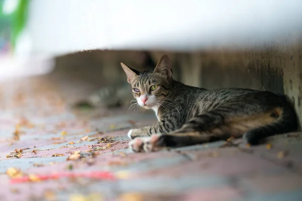 Cute Cat Outdoor Park — Stock Photo, Image