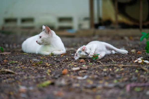 Söt Katt Utomhus Park — Stockfoto