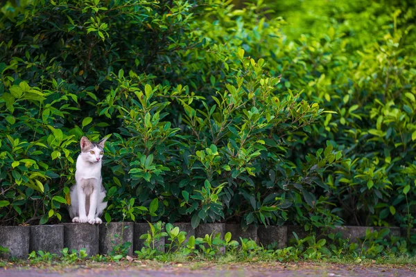 Parktaki Sevimli Kedi — Stok fotoğraf