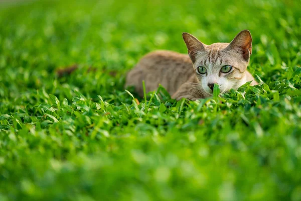 Niedliche Katze Outdoor Park — Stockfoto