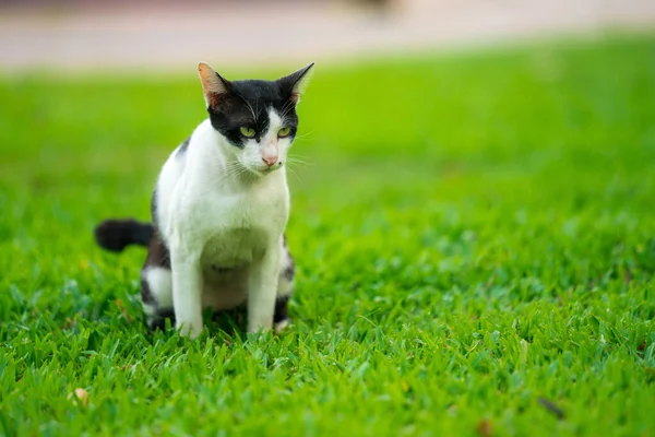 Parktaki sevimli kedi.