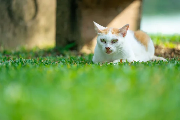 Gato Bonito Parque Livre — Fotografia de Stock