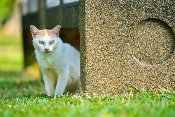 cute cat in outdoor park