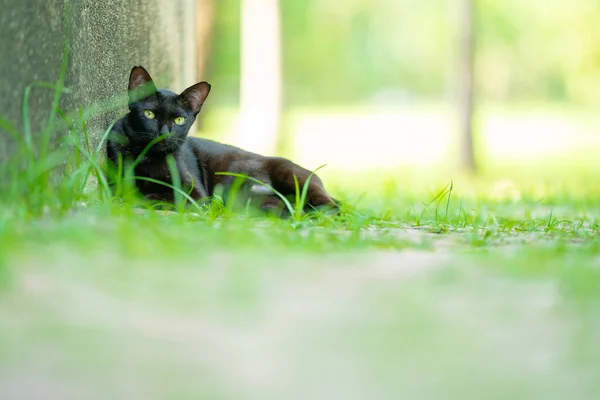 Parktaki Sevimli Kedi — Stok fotoğraf