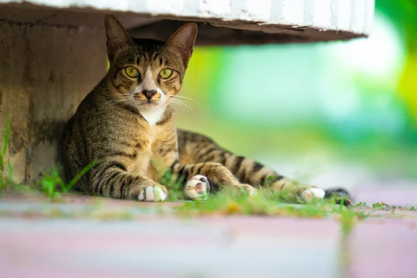 Słodkie Kot Odkryty Park — Zdjęcie stockowe
