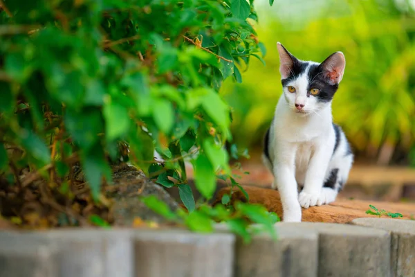 Parktaki Sevimli Kedi — Stok fotoğraf