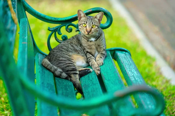 Gato Bonito Parque Livre — Fotografia de Stock