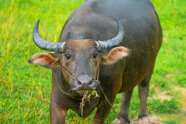 Tayland 'da çimlerde otlayan bizonlar.