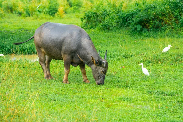 Büffel Weiden Auf Gras Thailand — Stockfoto