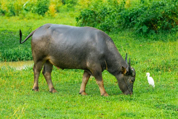 Bufalo ayakta duruyor ve ot yiyor.