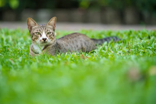 Niedliche Katze Outdoor Park — Stockfoto