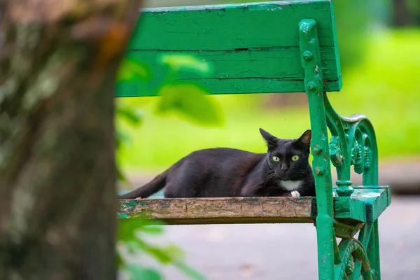 Słodkie Kot Odkryty Park Zdjęcie Stockowe