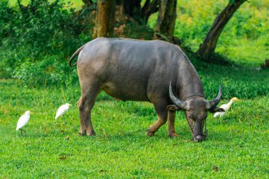 Bufalo ayakta duruyor ve ot yiyor.