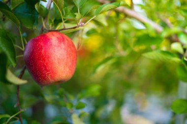 Fukushima, Japonya 'daki meyve bahçesindeki ağaçlardaki elma.