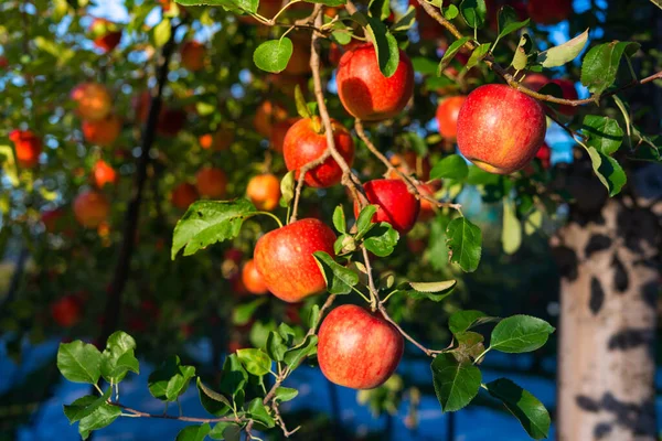 Jabłko Drzewach Sadzie Autume Fukushima Japonia — Zdjęcie stockowe