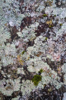 Ağaçta Moss Lichen 'a yaklaş. doku arkaplanı