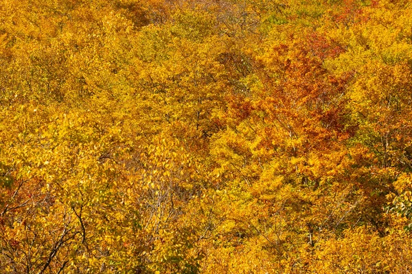 Herbstfärbung Rot Blätter Fukushima Japan — Stockfoto